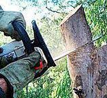 Trusted Canyon Lake, CA Tree Services Experts