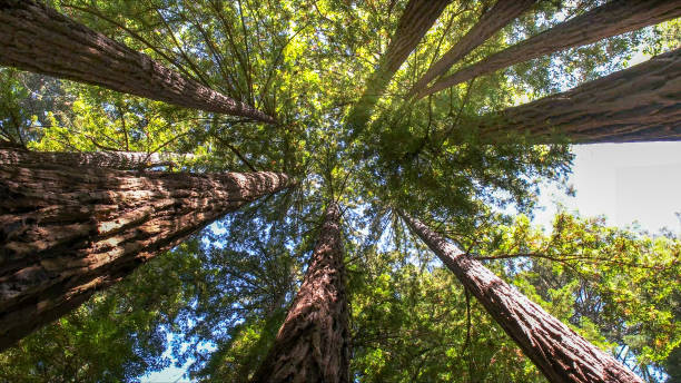 Best Tree Disease Treatment  in Nyon Lake, CA