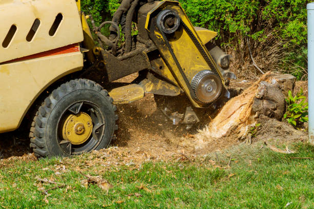 How Our Tree Care Process Works  in  Canyon Lake, CA