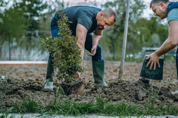 Best Utility Line Clearance  in Nyon Lake, CA