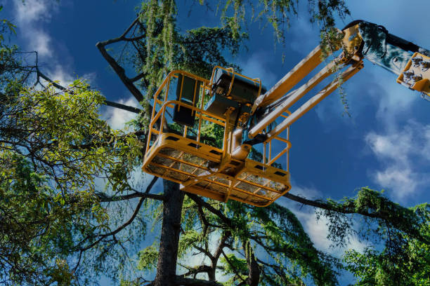 Best Tree Trimming and Pruning  in Nyon Lake, CA