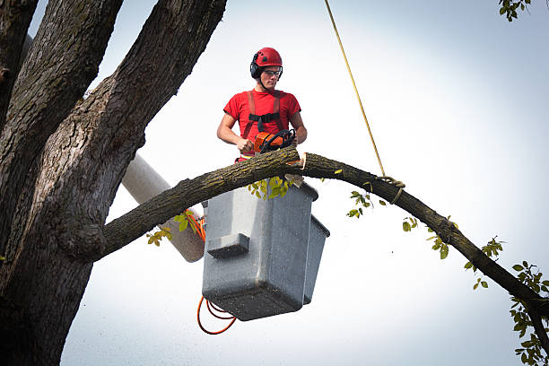 Best Tree Removal  in Nyon Lake, CA