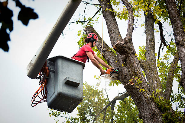 How Our Tree Care Process Works  in  Canyon Lake, CA